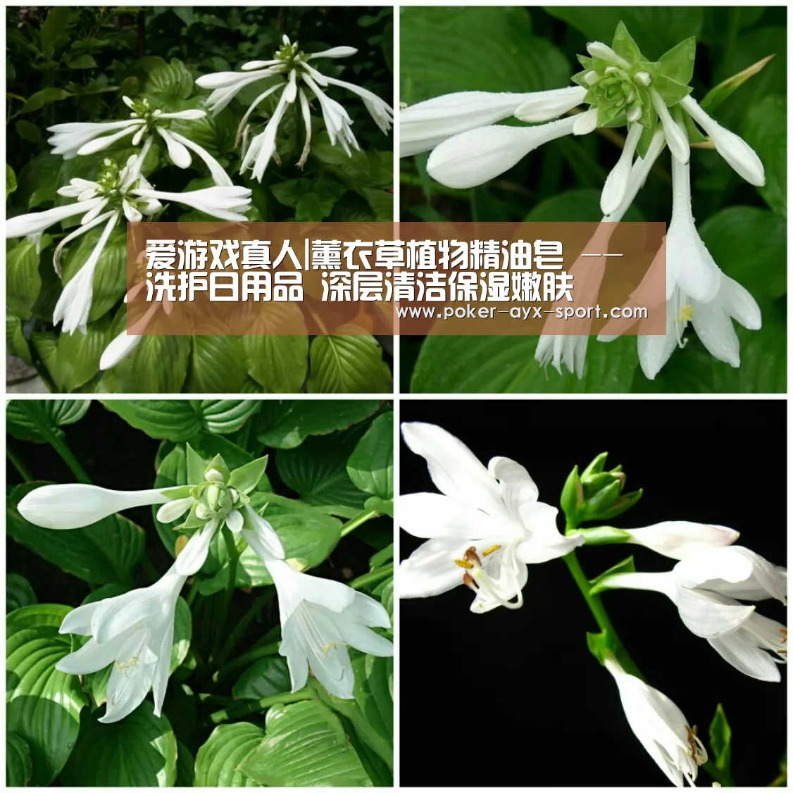爱游戏真人|薰衣草植物精油皂 --洗护日用品 深层清洁保湿嫩肤(图1) 爱游戏官网