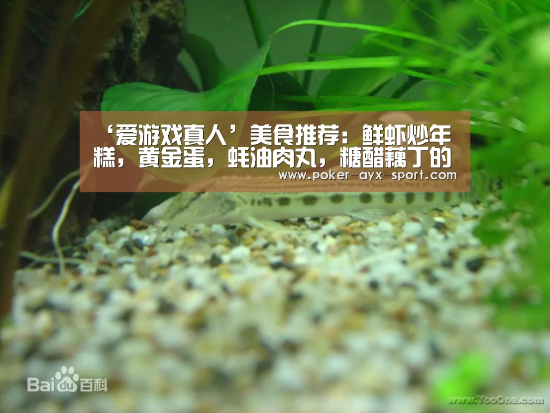‘爱游戏真人’美食推荐:鲜虾炒年糕,黄金蛋,蚝油肉丸,糖醋藕丁的做法(图1) 爱游戏首页